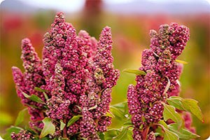 Edirne de Kinoa Seferberliği