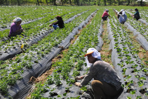 Ordu da Organik Tarım Artıyor