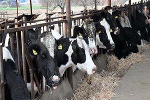 Karamba Ve Şalgam Hayvancılığın Can Simidi Oldu