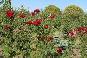 Gül Üreticilerinde `14 Şubat` Mesaisi