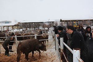 Bingöl de Yetiştiricilere Damızlık Boğa Dağıtıldı