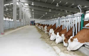 Hayvancılığa Büyük Darbe