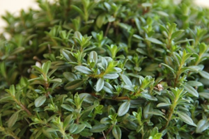 Karacasulu Üreticiler Kekiği Keşfetti