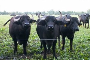 Kütahya da Üreticiler Organik Manda Yetiştirecek