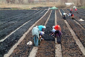 Siirt e 30 Milyon TL lik Fıstık Tesisi Kuruluyor