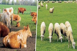 Sığır Ve Koyun Alarm Veriyor