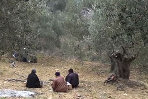 Son Zeytini Başakçılar Topluyor