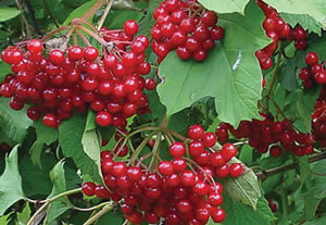 Bünyan Belediyesi Gilaburunun Çayını Yapıyor