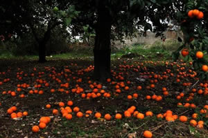 Mandalina Bahçelerindeki Tonlarca Ürün Yere Döküldü