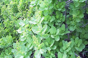 Balık Üretimindeki Kayıplar Tetra Bitkisi İle Azaltılacak