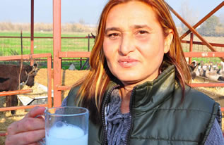 Eşek Sütü Karaborsada