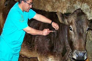 Şap Aşısı Yaptırmayana 7 bin 731 TL Ceza