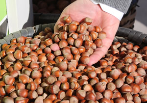 TZOB dan Fındıkta Müdahale Alımı Beklentisi