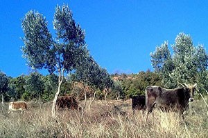 Çiftçi Malları Koruma Çiftçiyi İcra Kıskacına Aldı