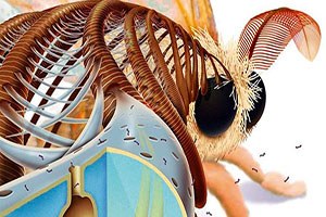 Geleceğin Enerji Kaynağı Böcekler