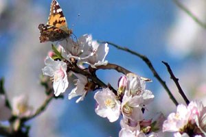 Kahramanmaraş ta Badem Ağaçları Çiçek Açtı