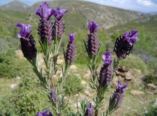 Çiftçilerin Yeni Geçim Kapısı Lavanta Olacak