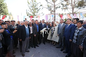 Yavuzeli nde Koyun Besicilerine Süt Yemi Dağıtıldı