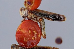 AB in Yeni Gıdası Böcekler