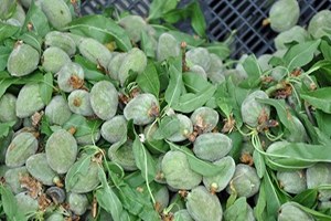 Et Fiyatına Badem Cep Yakıyor