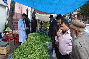 Baharın Müjdecisi Bitkiler Pazara İndi