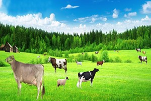 Beyşehir de Hayvancılığın Sorunları Tartışıldı