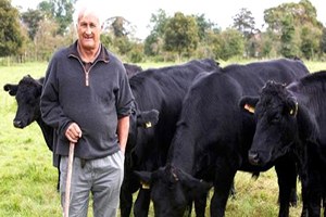 Kütahya da Sığır Sayısı 171 Bin 141 Manda Sayısı da 2 Bin 965