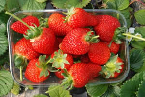 Çilek Hasadı Başladı