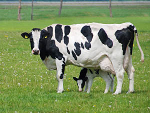 Üretici 5 Yıl Hayvanını Satamayabilir