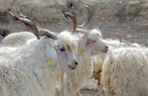 Ankara Kuzusu ve Oğlağı Marka Oluyor