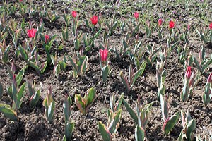 Bartın da 2 Çiftçi Lale Soğanı Yetiştirmeye Başladı