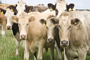 Ege Bölgesinde En Az Sığır Uşak ta