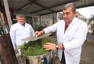 Çam Yapraklarından Yağ Elde Etti