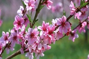 Mart Sıcağı Çiftçiyi Endişelendiriyor