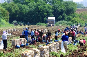 Gezici Tarım İşçilerinin Sorunları İçin Çözüm Toplantısı Yapıldı
