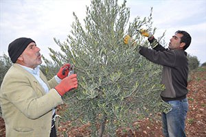Suriyeli Mustafa Türk çiftçilere zeytinciliği öğretiyor