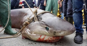 Marmara da 1 Tonluk Dev Köpek Balığı Yakalandı