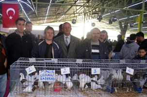 Kanatlı Hayvan Fiyatları Dudak Uçuklattı