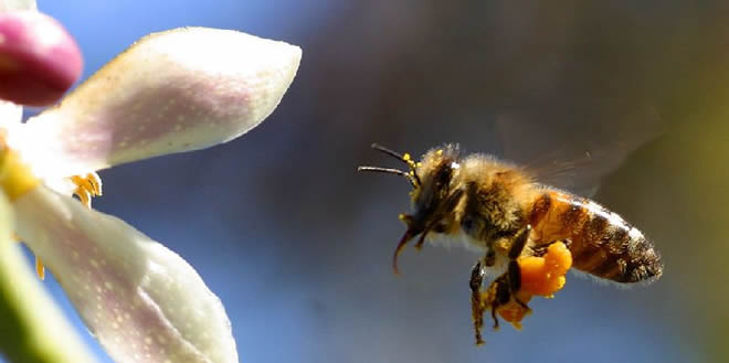 37 Milyon Arı Tarım İlaçları Yüzünden Öldü