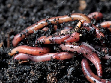 Organik Tarım İçin Solucan Gübresi Üretiyor