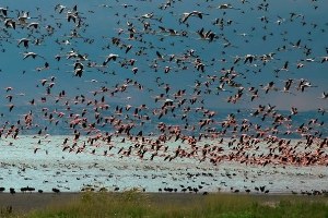 Su Kuşu Sayımları Tamamlandı