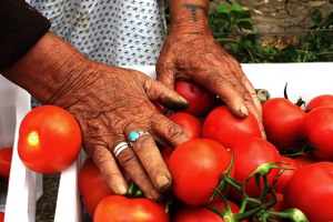 Tarım ÜFE Şubat Ayında Yüzde 3 11 Azaldı