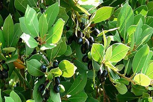 Tıbbi Ve Itri Bitkilere Yabancı Rağbeti Artıyor