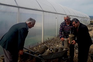 Üreticilere Dağıtılacak Fidanlar Aşılandı