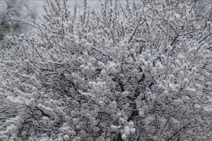 Nevşehir Çiçek Açan Ağaçlara Kar Yağdı