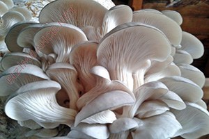 Kadınlara Kayın Mantarı Yetiştiriciliği Anlatıldı