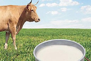 Çelik ten Süt Piyasasına Müdahale Talimatı