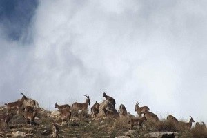 Yabani Keçi Popülasyonu Artıyor