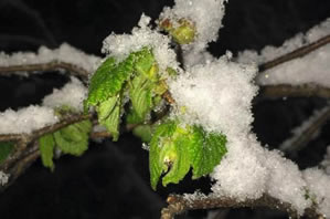 Fındık Fiyatlarında Zirai Don Riski Etkili Oldu