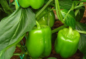 Rusya Türkiye den Biber ve Nar Alımını da Durduruyor